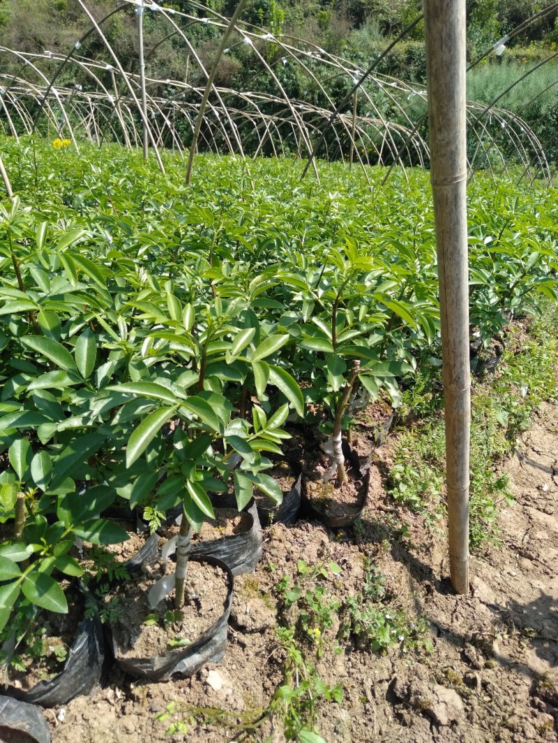 藤椒苗，无刺嫁接苗，花椒苗，自产自销无中间商