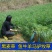 进口黑麦草种籽黑麦草子种多年生苜蓿高产养殖猪牛羊鸡鸭鹅鱼