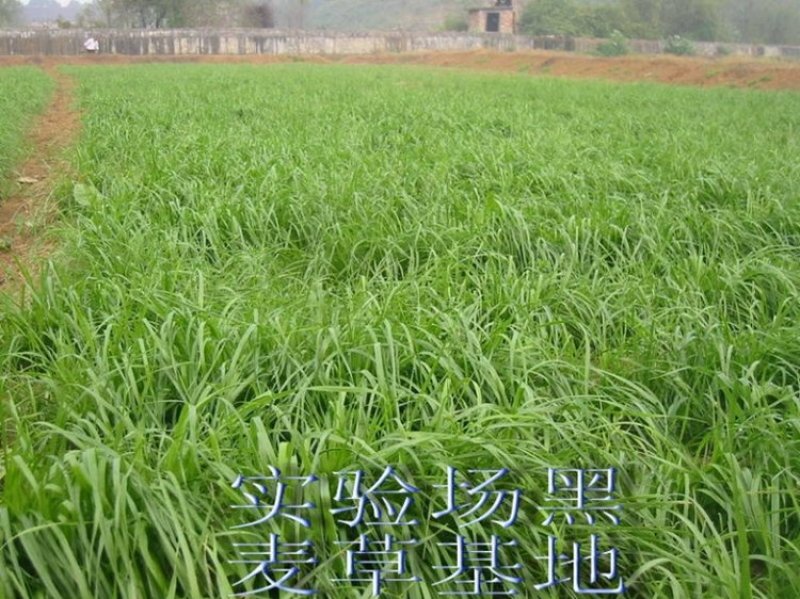 进口黑麦草种籽黑麦草子种多年生苜蓿高产养殖猪牛羊鸡鸭鹅鱼