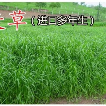 进口黑麦草种籽黑麦草子种多年生苜蓿高产养殖猪牛羊鸡鸭鹅鱼