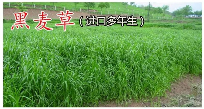 进口黑麦草种籽黑麦草子种多年生苜蓿高产养殖猪牛羊鸡鸭鹅鱼