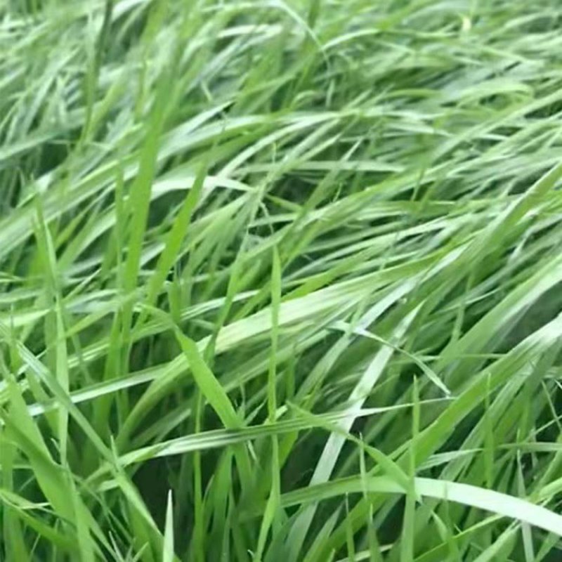 进口黑麦草种籽黑麦草子种多年生苜蓿高产养殖猪牛羊鸡鸭鹅鱼