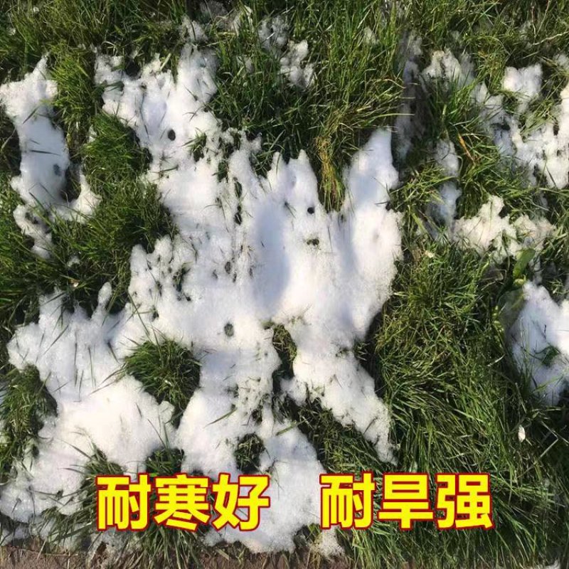 进口黑麦草种籽黑麦草子种多年生苜蓿高产养殖猪牛羊鸡鸭鹅鱼