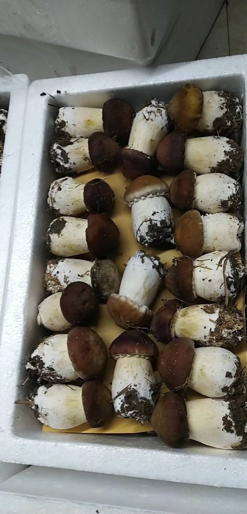 菌种，蘑菇种子，大球盖菇生产种，优质