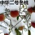 优质冬桃苗包品种包成活率嫁接苗易成活抗寒抗冻