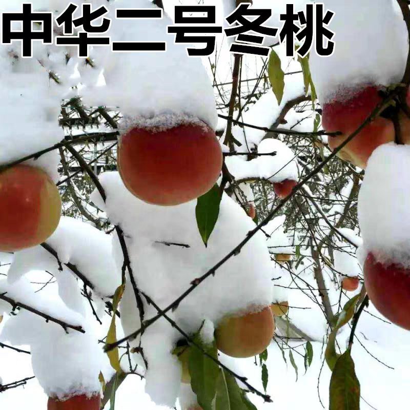 优质冬桃苗包品种包成活率嫁接苗易成活抗寒抗冻
