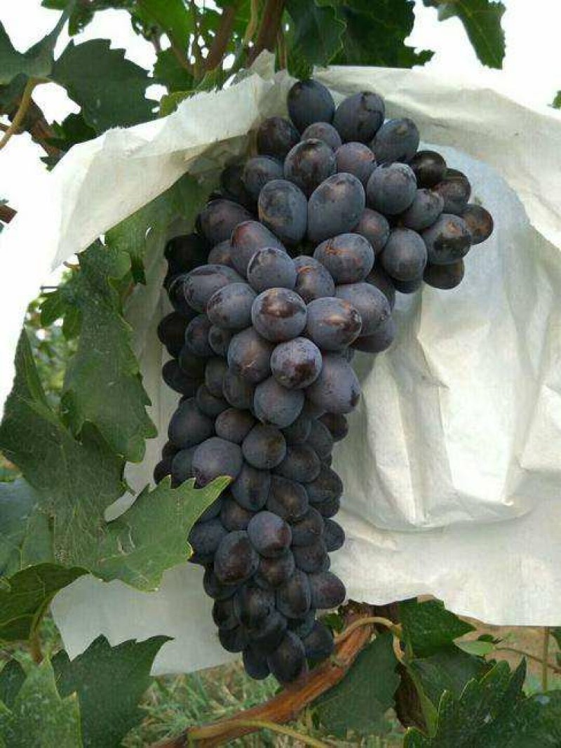 【十年苗买一送一】及早A17葡萄苗紫甜无核南北方种植爬藤