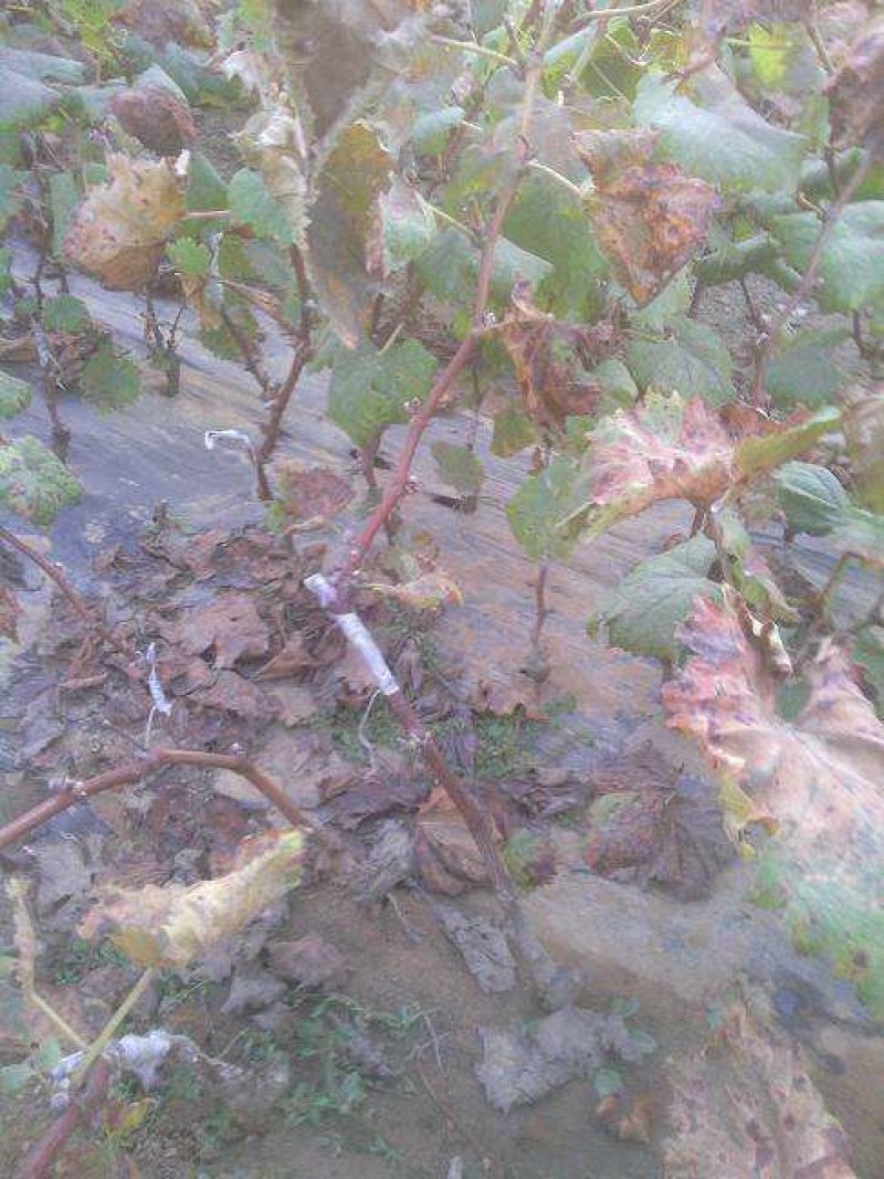 【十年苗买一送一】及早A17葡萄苗紫甜无核南北方种植爬藤