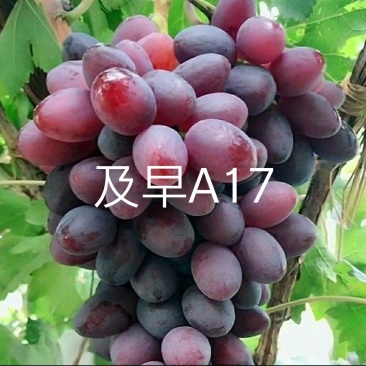 【十年苗买一送一】及早A17葡萄苗紫甜无核南北方种植爬藤