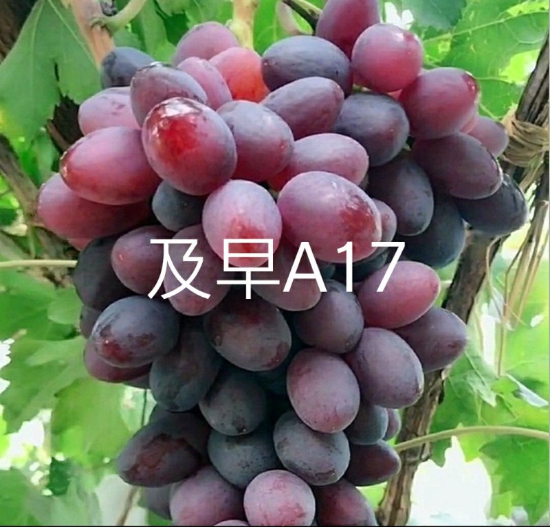 【十年苗买一送一】及早A17葡萄苗紫甜无核南北方种植爬藤