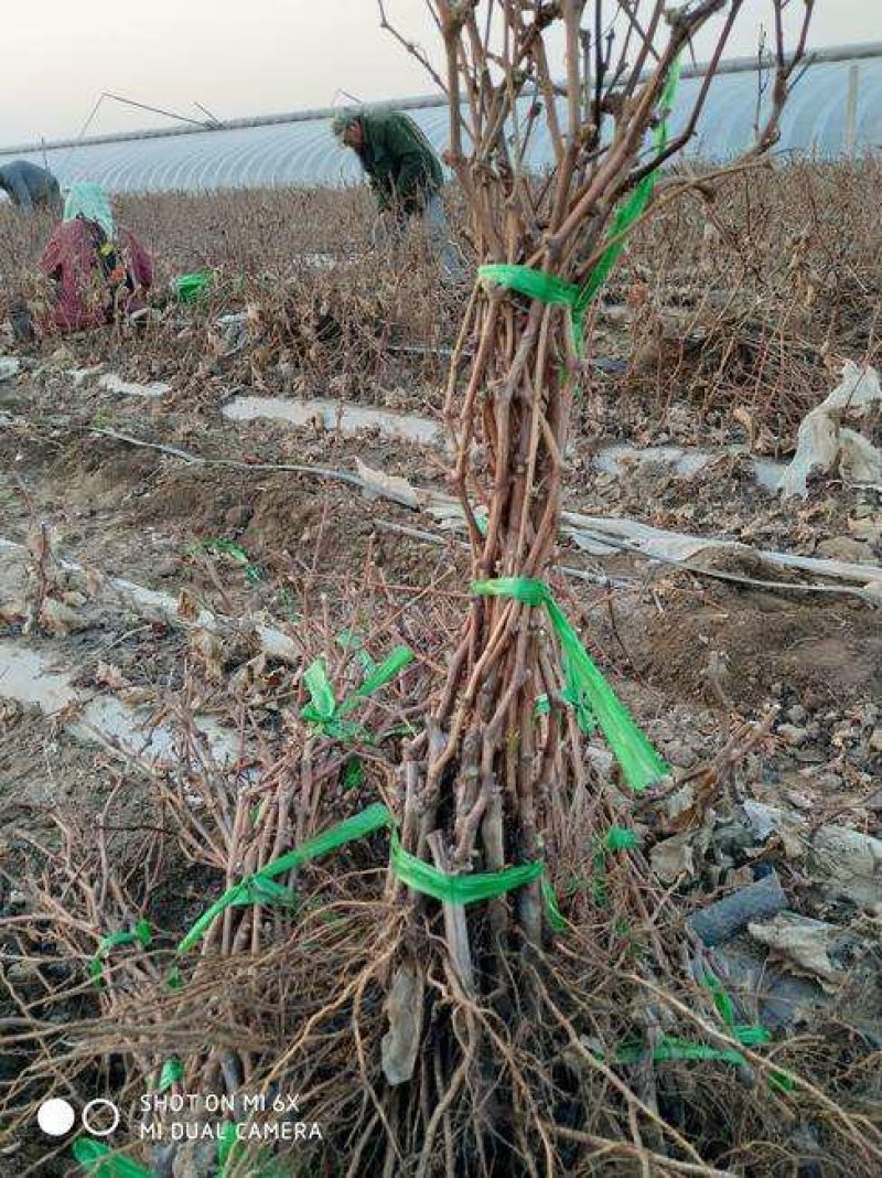 【十年苗买一送一】及早A17葡萄苗紫甜无核南北方种植爬藤