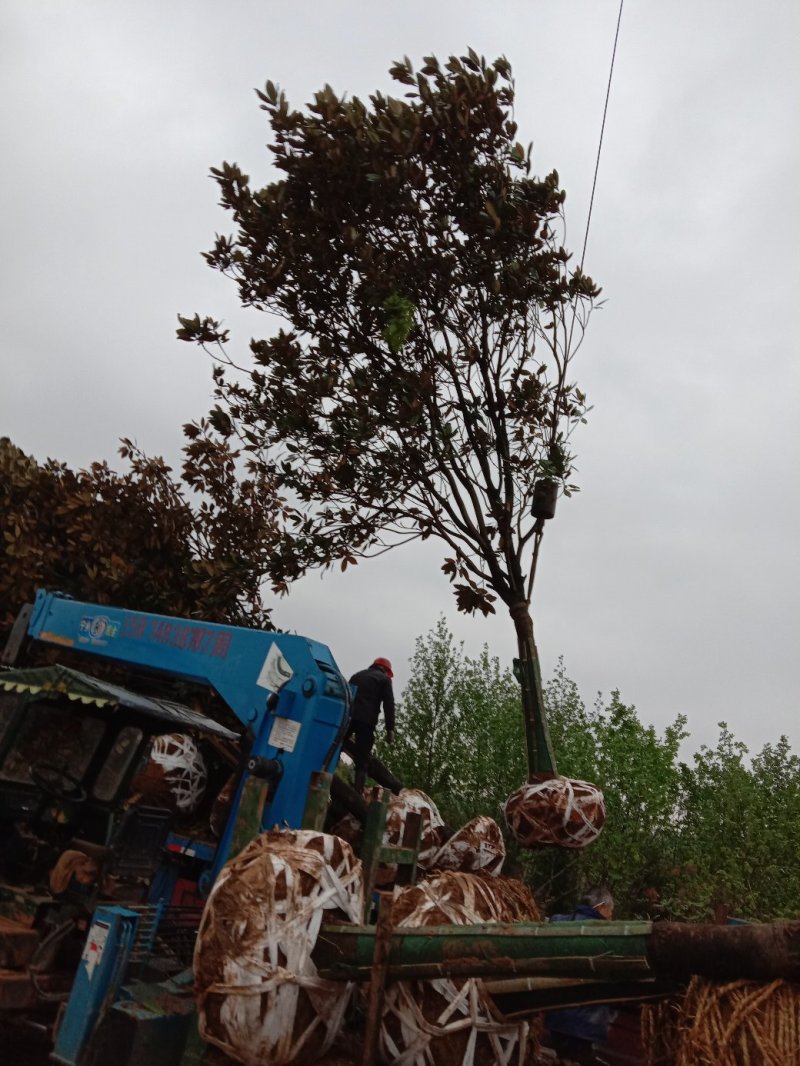 基地直销广玉兰装车中