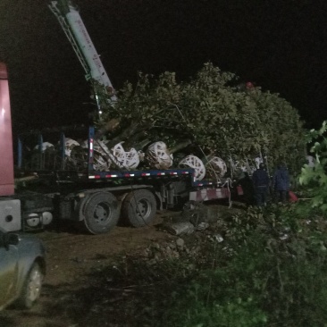 基地直销广玉兰装车中