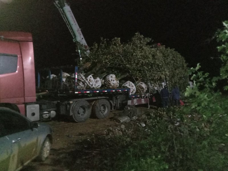 基地直销广玉兰装车中