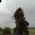 基地直销广玉兰装车中