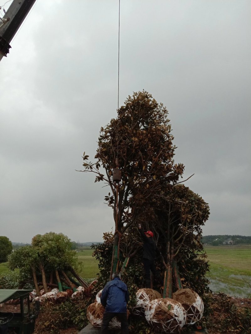 基地直销广玉兰装车中
