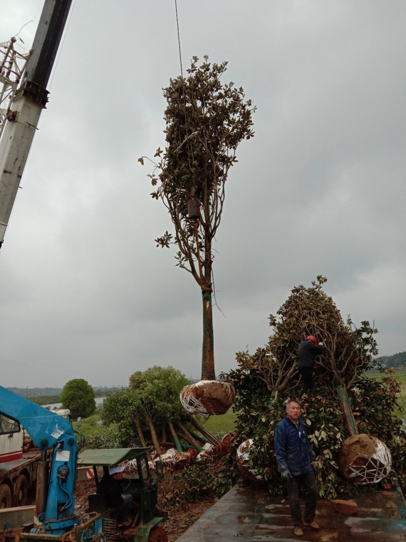 基地直销广玉兰装车中