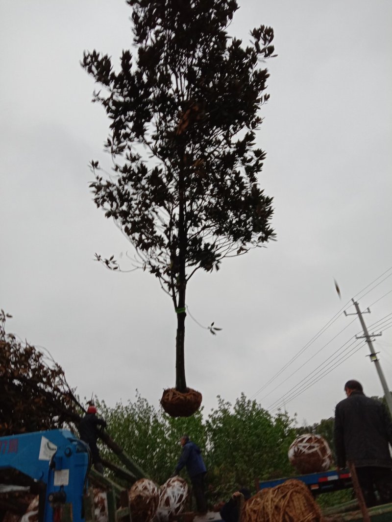 基地直销广玉兰装车中