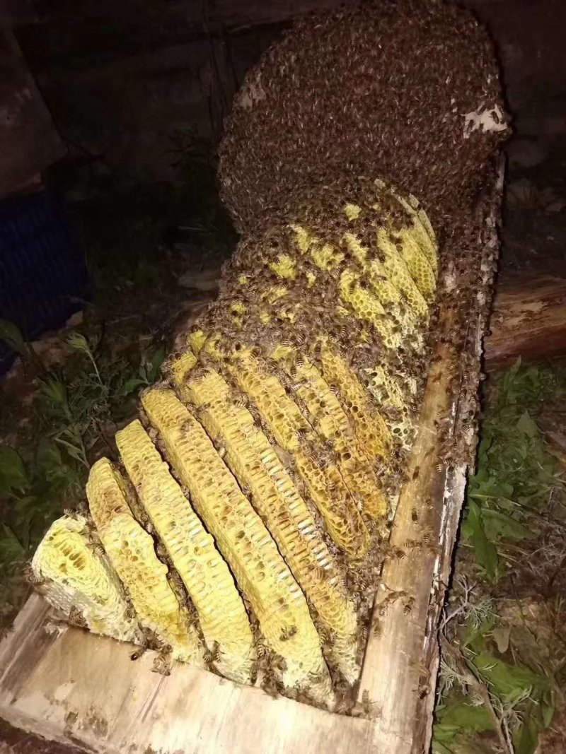 蜂蜜