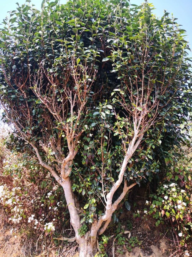 茶叶