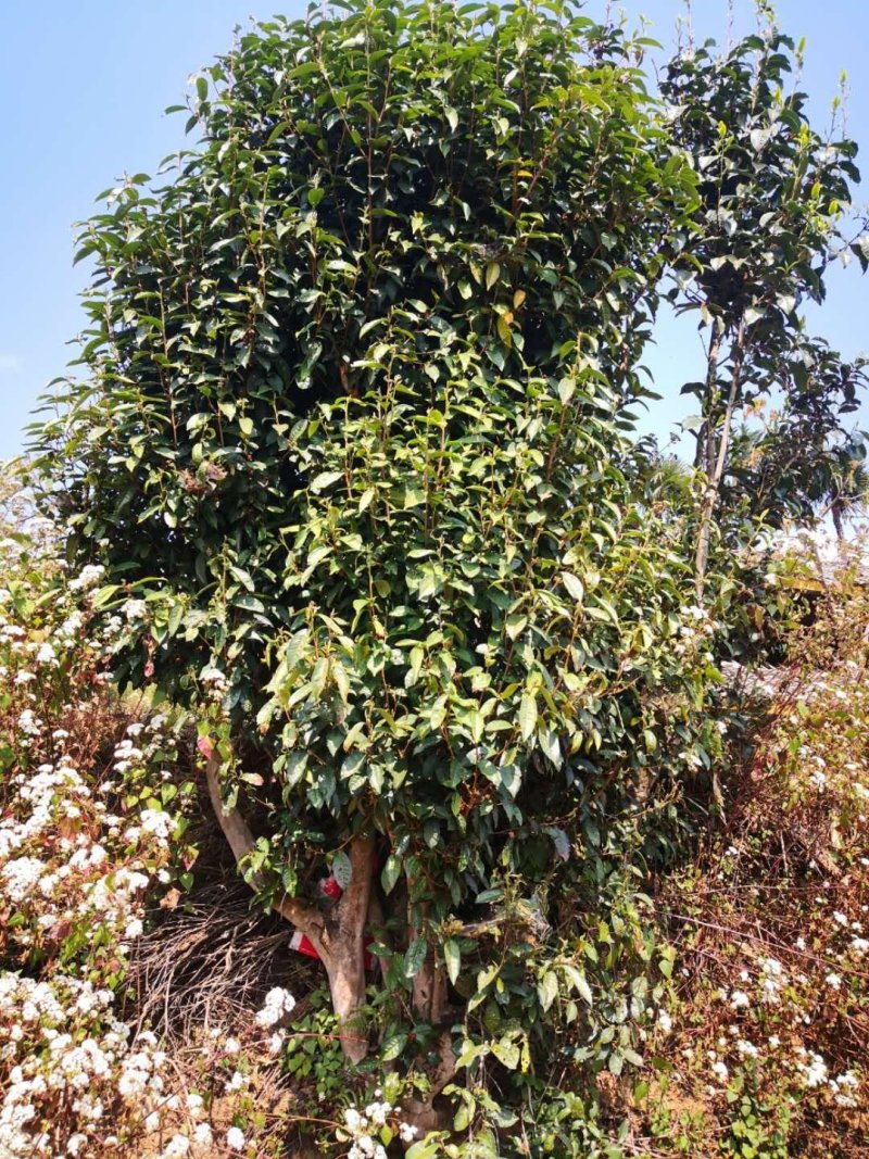 茶叶