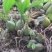 石仙桃，纯野生，无污染天然产品