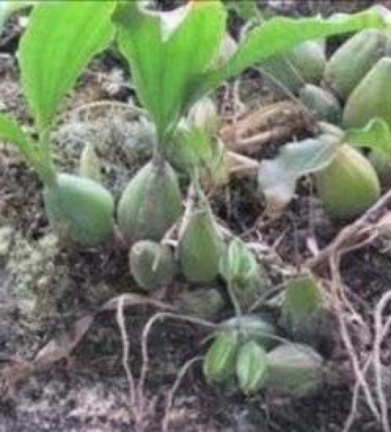 石仙桃，纯野生，无污染天然产品