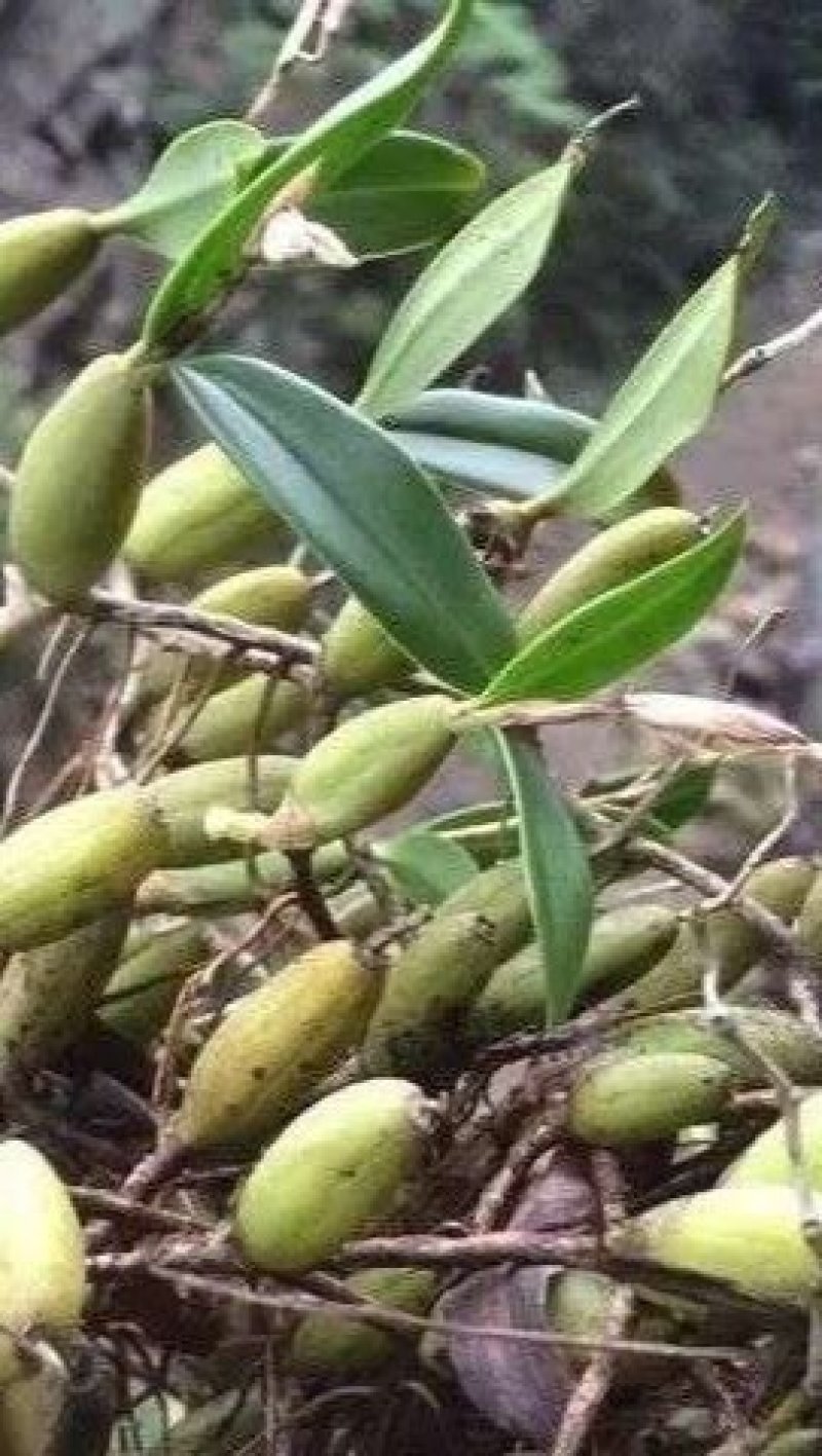石仙桃，纯野生，无污染天然产品