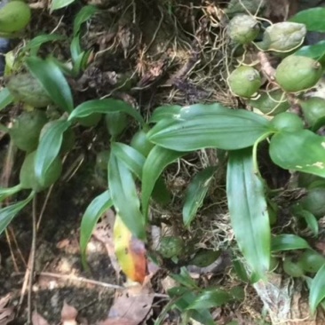 石仙桃，纯野生，无污染天然产品
