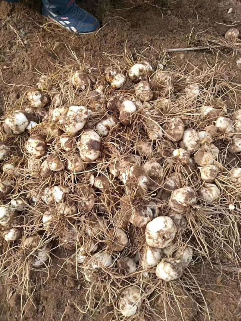 百合种球独头药食两用