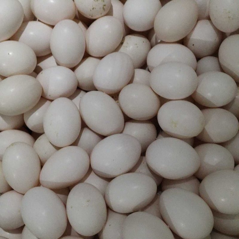 新鲜鸽子蛋