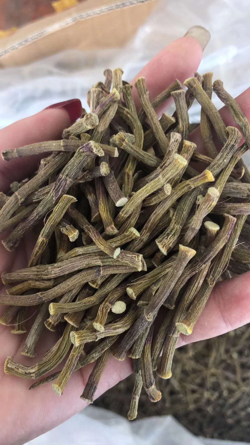 雁荡山铁皮石斛寸条，寸金条