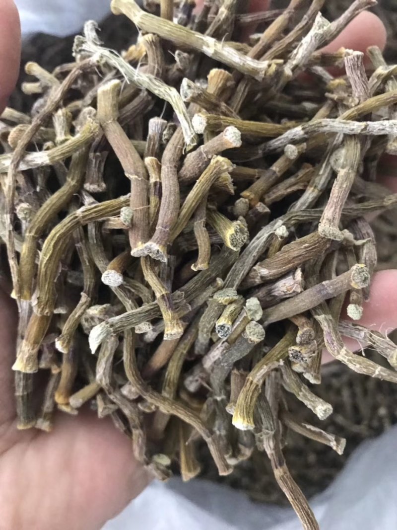 雁荡山铁皮石斛寸条，寸金条