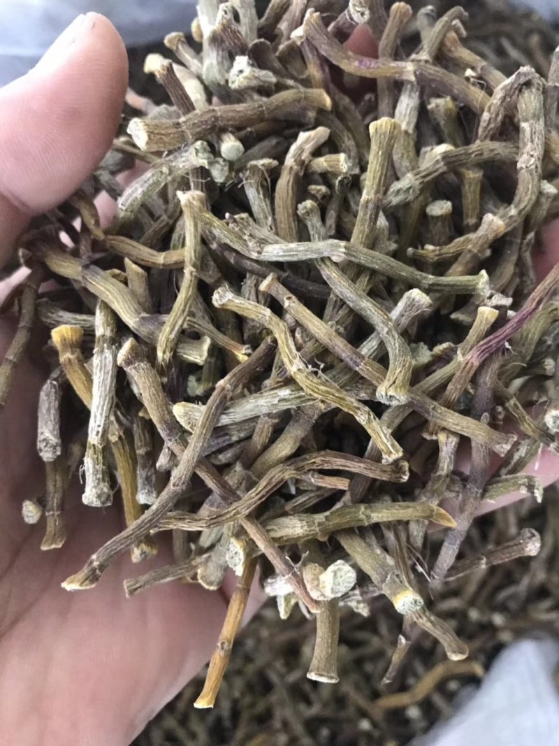 雁荡山铁皮石斛寸条，寸金条