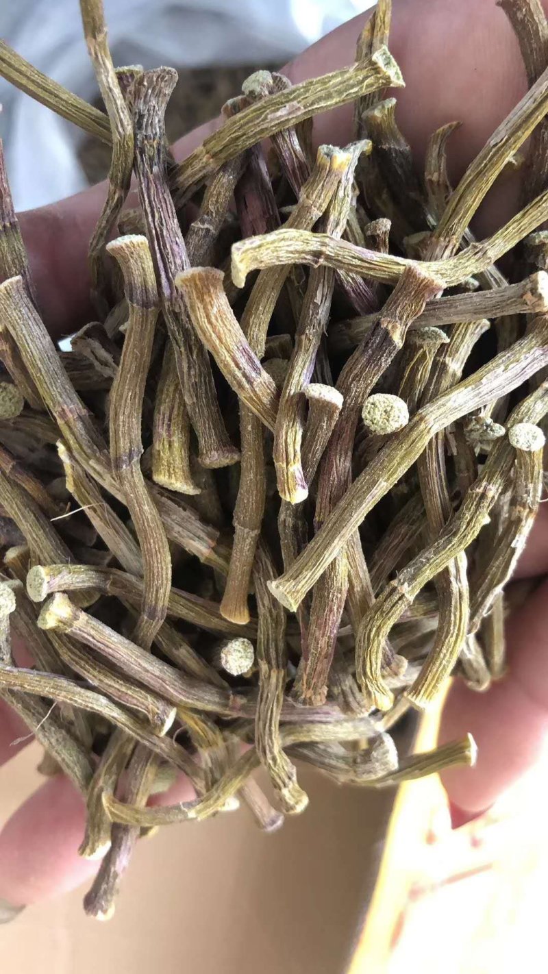 雁荡山铁皮石斛寸条，寸金条