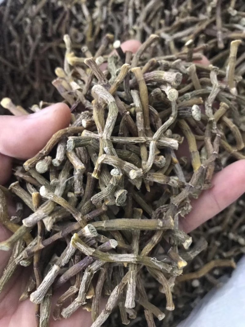 雁荡山铁皮石斛寸条，寸金条