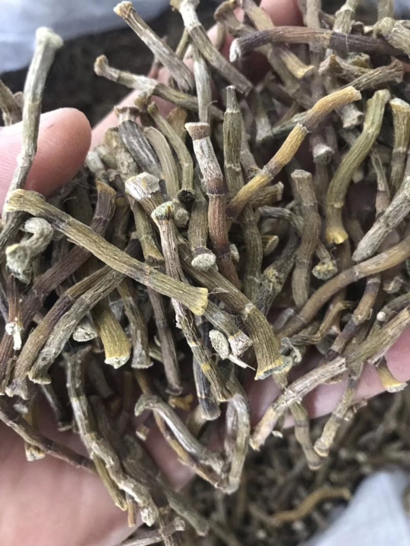 雁荡山铁皮石斛寸条，寸金条