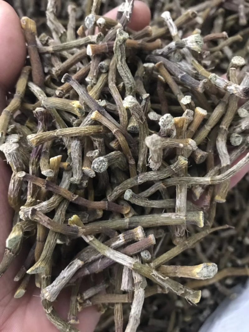 雁荡山铁皮石斛寸条，寸金条