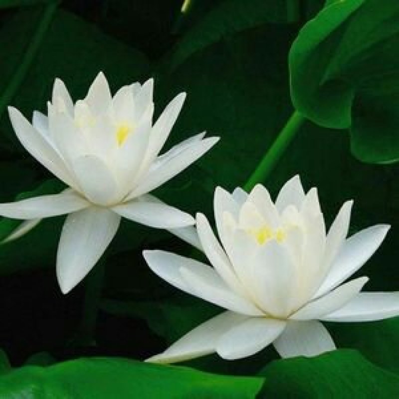 开口碗莲种子水培植物睡莲荷花开口莲花室内外水生花卉种子