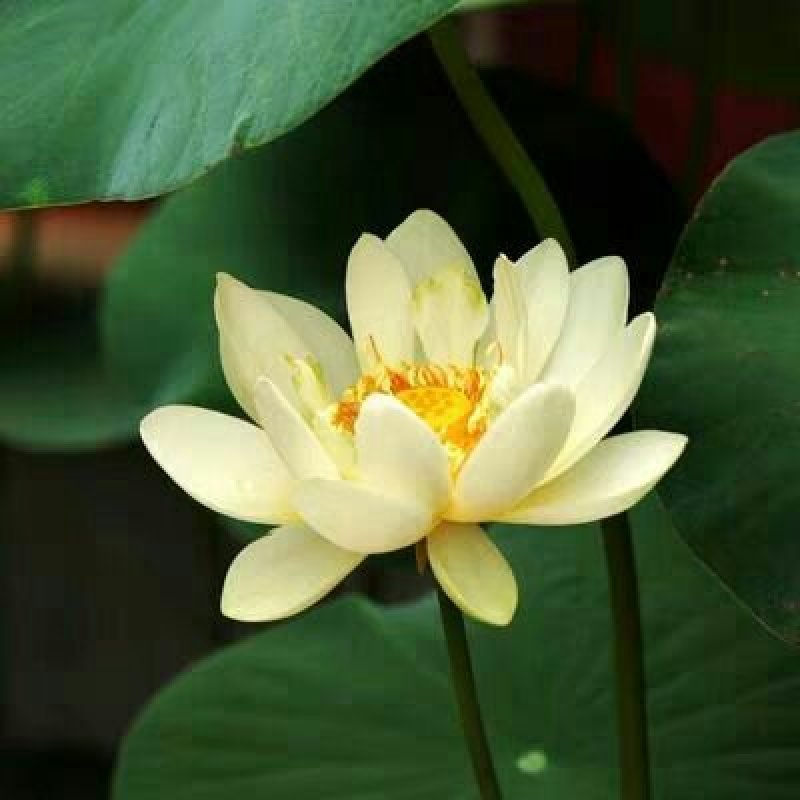 开口碗莲种子水培植物睡莲荷花开口莲花室内外水生花卉种子
