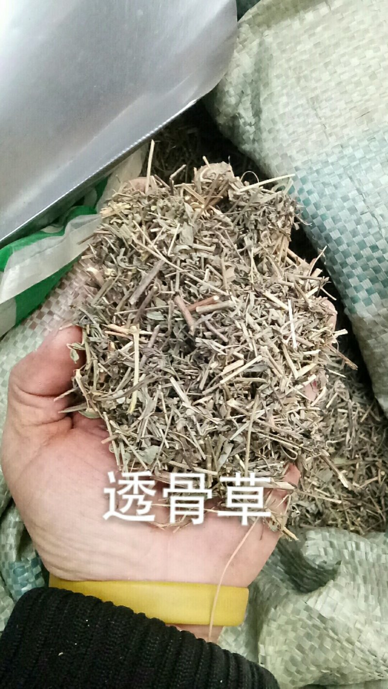 透骨草透骨草干货一公斤起批