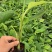 广粉粉蕉苗、供应海南三亚乐东