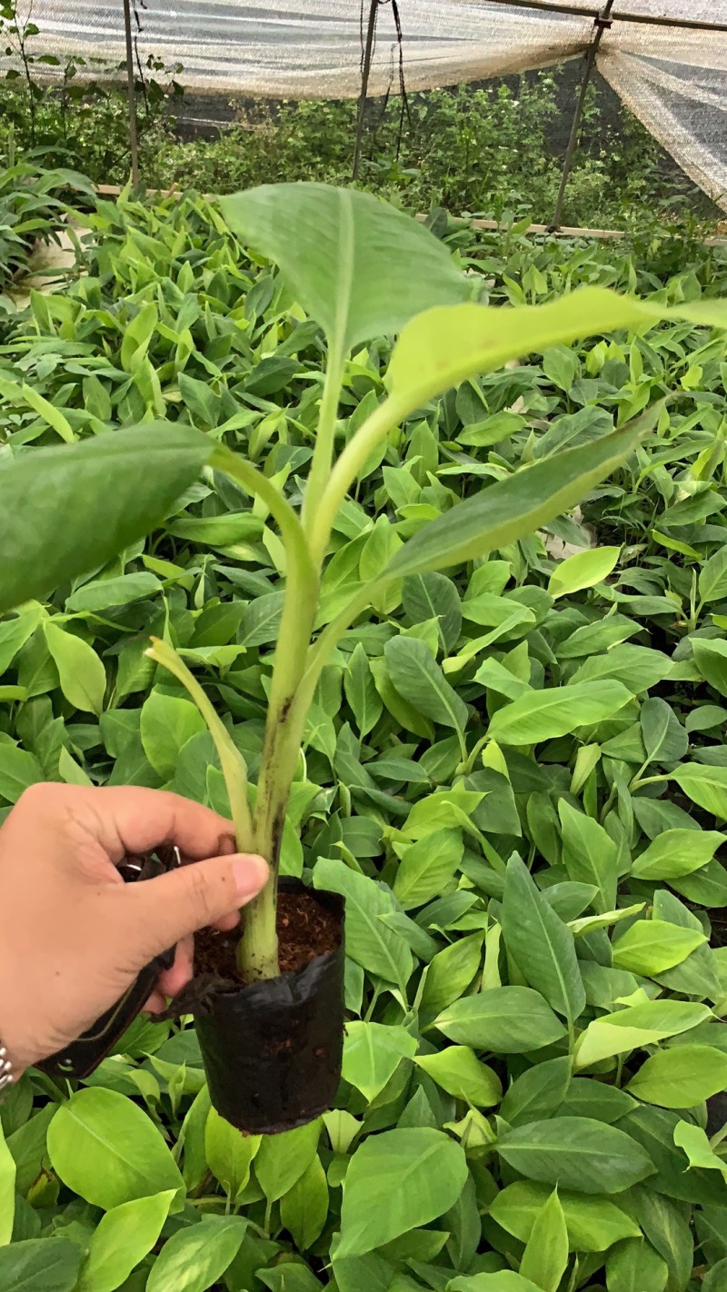 广粉粉蕉苗、供应海南三亚乐东