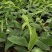 广粉粉蕉苗、供应海南三亚乐东
