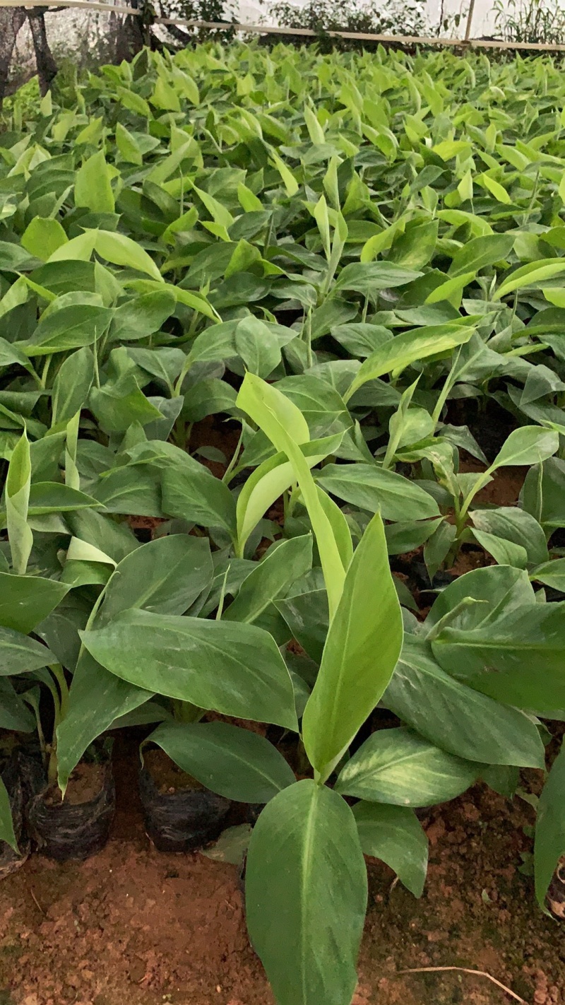 广粉粉蕉苗、供应海南三亚乐东