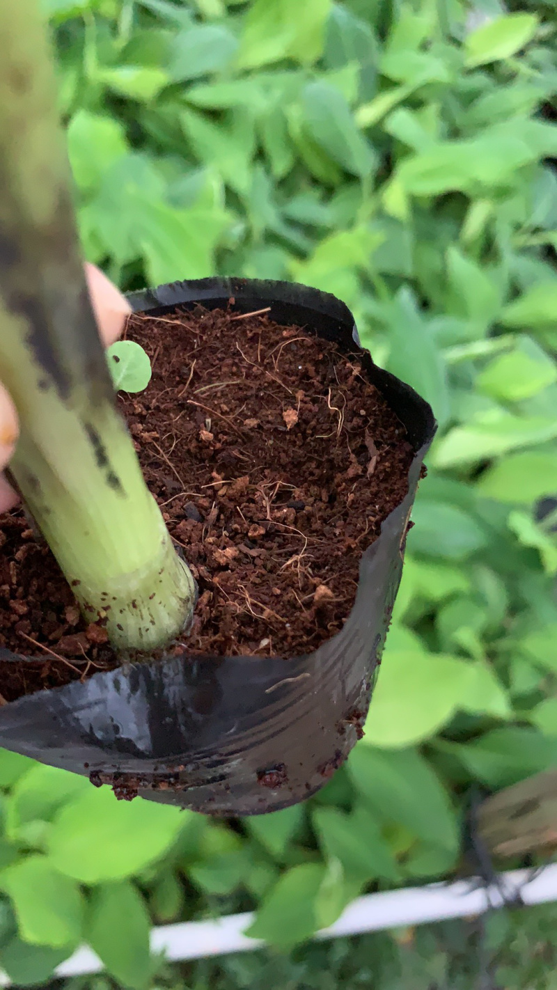 广粉粉蕉苗、供应海南三亚乐东