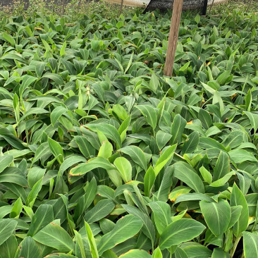广粉粉蕉苗、供应海南三亚乐东