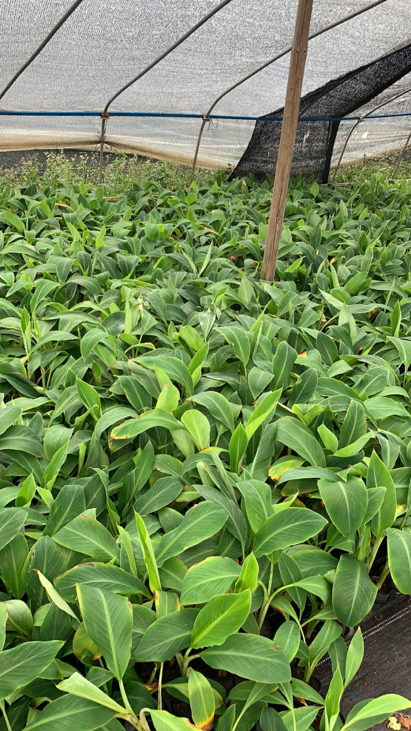 广粉粉蕉苗、供应海南三亚乐东