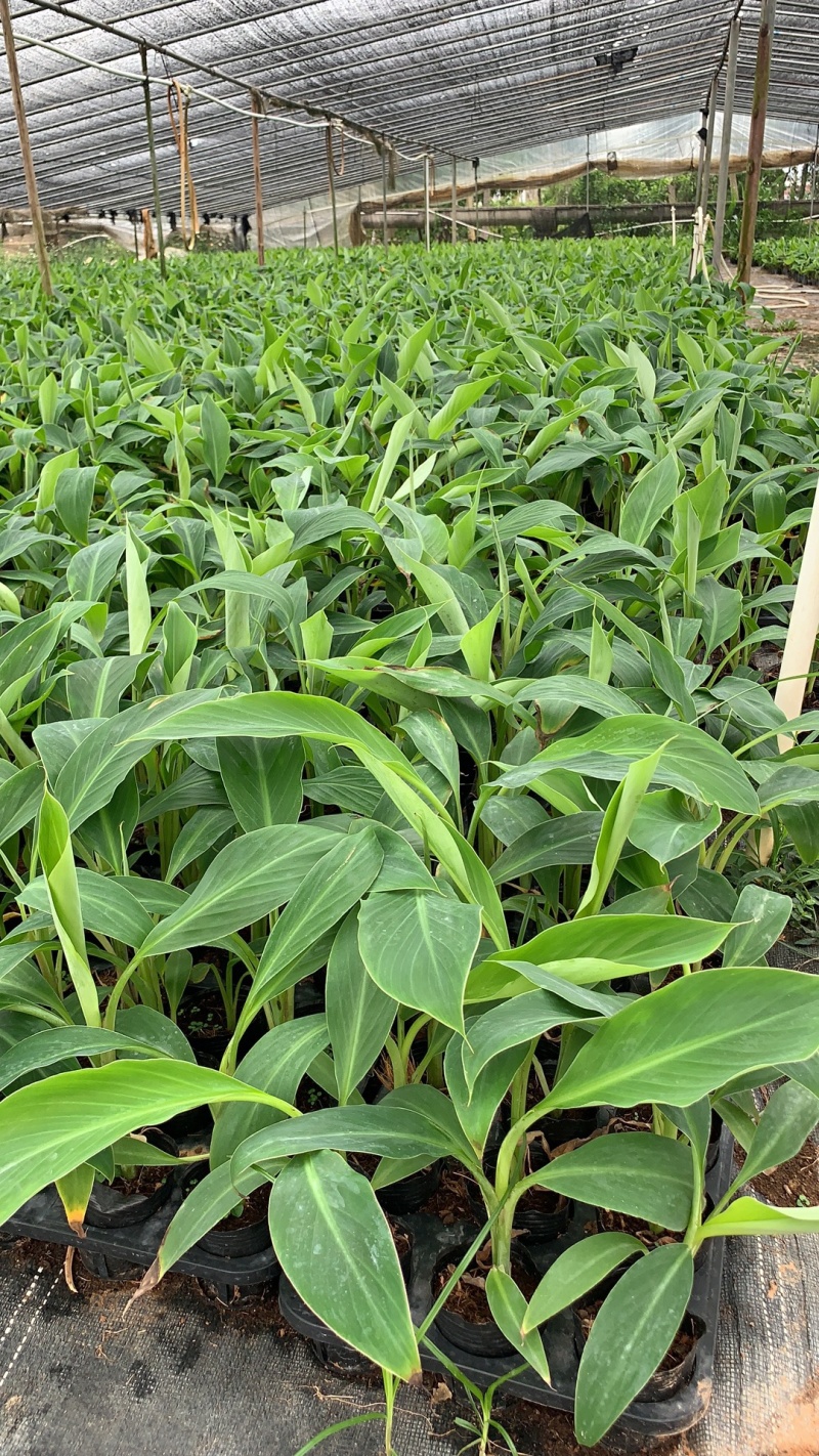 广粉粉蕉苗、供应海南三亚乐东
