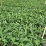 广粉粉蕉苗、供应海南三亚乐东